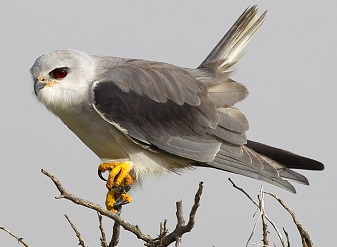Black-winged Kite in Serengeti National Park Tanzania