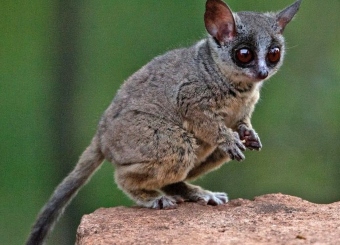 Bushbaby in Serengeti National Park Tanzania
