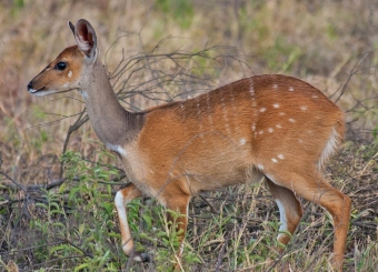 Bushbuck in Serengeti National Park Tanzania