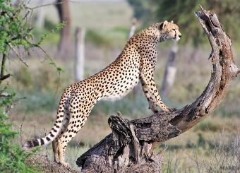Cheetah in Serengeti National Park