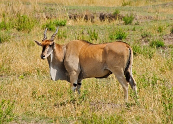 Common Eland in Serengeti National Park Tanzania