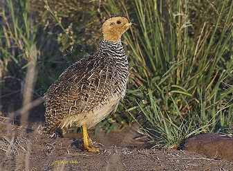 Coqui Francolin in Serengeti National Park Tanzania