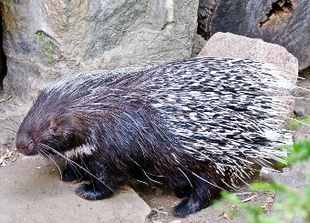 Crested Porcupine in Serengeti National Park Tanzania