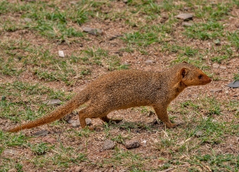 Dwarf Mongoose in Serengeti National Park Tanzania