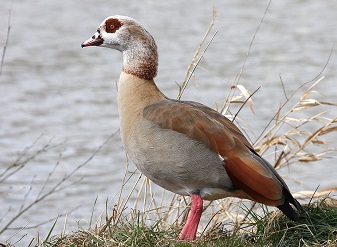 Egyptian Goose in Serengeti National Park Tanzania