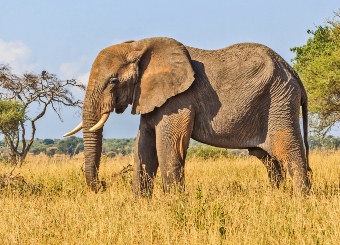 African elephants in Serengeti