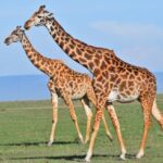 Maasai giraffe in Serengeti