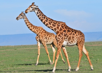 Maasai giraffe in Serengeti