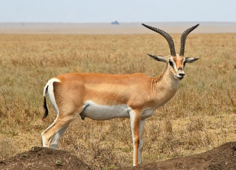 Grant's Gazelle in Serengeti National Park Tanzania