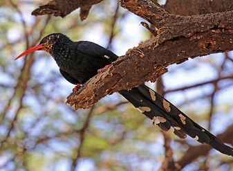 Green Wood Hoopoe in Serengeti National Park Tanzania