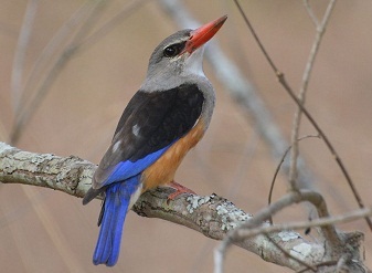 Grey-headed Kingfisher in Serengeti National Park Tanzania