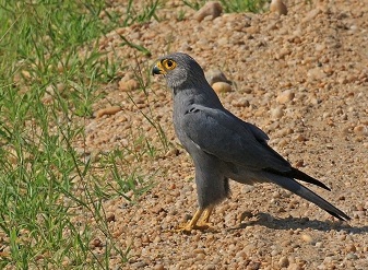 Grey Kestrel in Serengeti National Park Tanzania