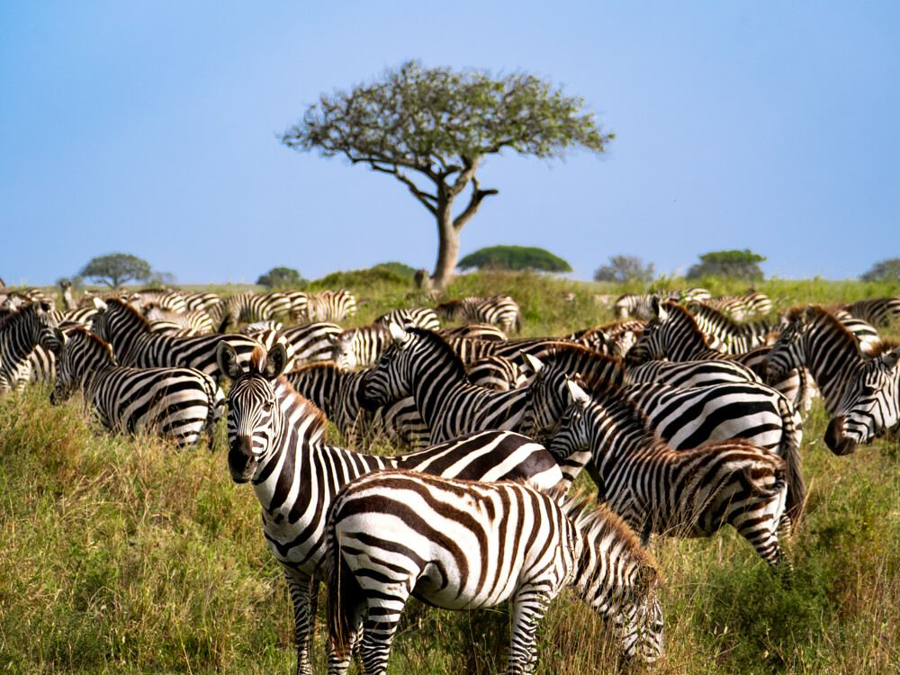 Zebra herd on Tanzania savanna