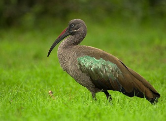 Hadeda Ibis in Serengeti National Park Tanzania