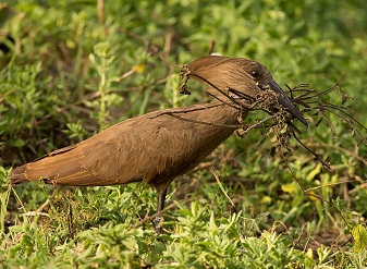 Hamerkop in Serengeti National Park Tanzania