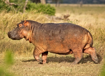 Hippo pod in Serengeti river