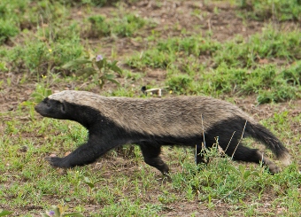 Honey Badger in Serengeti National Park Tanzania