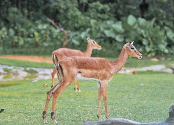 Impala in Serengeti National Park Tanzania