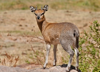 Klipspringer in Serengeti National Park Tanzania