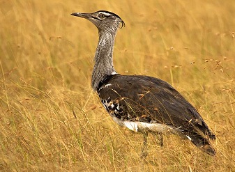 Kori Bustard in Serengeti National Park Tanzania