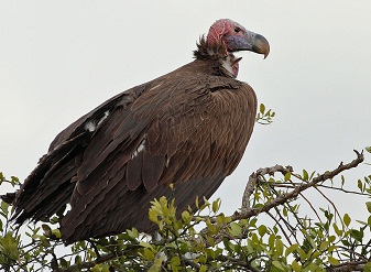 Lappet-faced Vulture in Serengeti National Park Tanzania