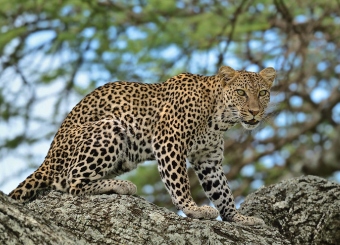 Leopard in Serengeti National Park