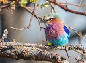 Lilac breasted roller bird Serengeti
