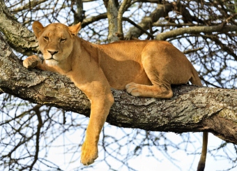 Lion in Serengeti National Park Tanzania