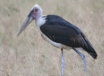 Marabou Stork in Serengeti National Park Tanzania