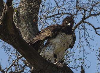 Martial eagle Serengeti Tanzania