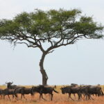 Wildebeest migration Serengeti river crossing