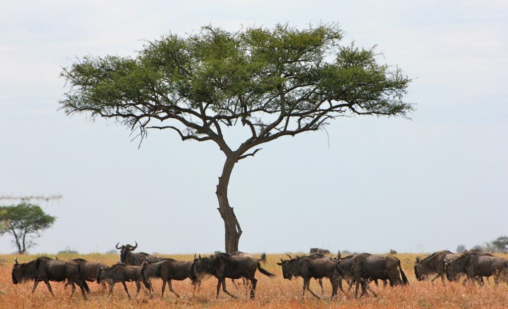 Wildebeest migration Serengeti river crossing