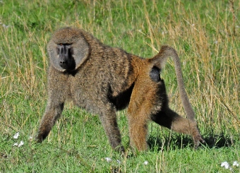 Olive Baboon in Serengeti National Park Tanzania