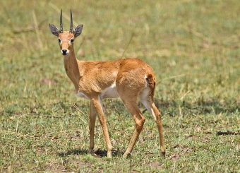 Oribi in Serengeti National Park Tanzania