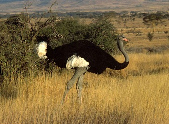 Ostrich on Serengeti plains