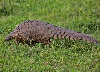 Pangolin in Serengeti National Park Tanzania