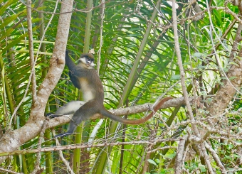 Red-tailed Monkey in Serengeti National Park Tanzania