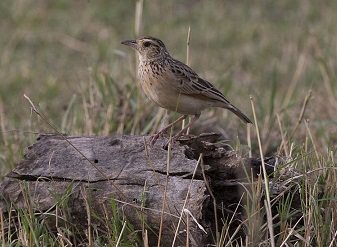 Rufous-naped Lark in Serengeti National Park Tanzania
