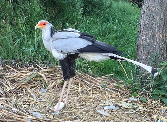 Secretary bird Serengeti savanna