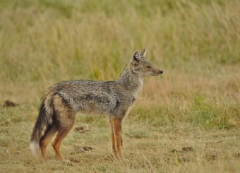 Side-striped Jackal in Serengeti National Park Tanzania