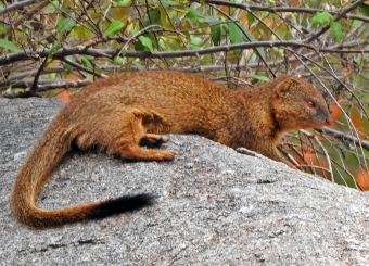 Slender Mongoose in Serengeti National Park Tanzania