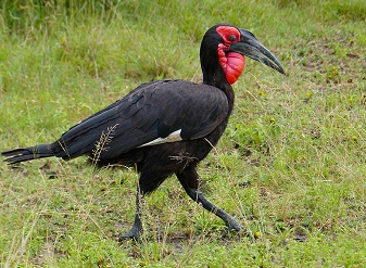 Southern Ground Hornbill in Serengeti National Park Tanzania