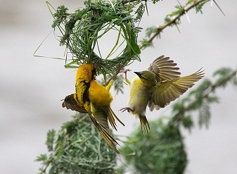 Southern Masked Weaver in Serengeti National Park Tanzania