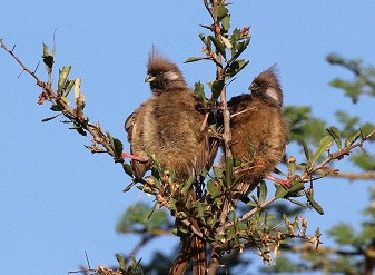 Speckled Mousebird in Serengeti National Park Tanzania