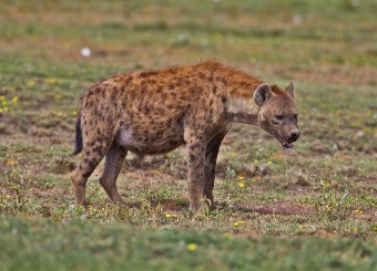 Spotted hyena in Serengeti
