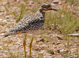 Spotted Thick-knee in Serengeti National Park Tanzania