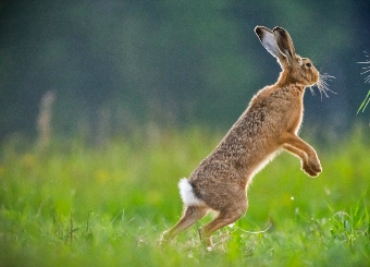 Spring Hare in Serengeti National Park Tanzania