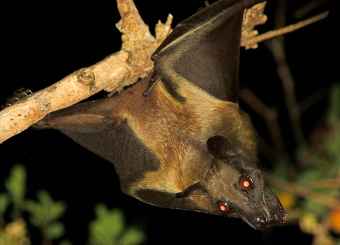 Straw-coloured Fruit Bat in Serengeti National Park Tanzania