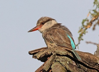 Striped Kingfisher in Serengeti National Park Tanzania