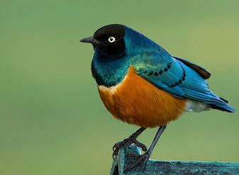 Superb starling Serengeti